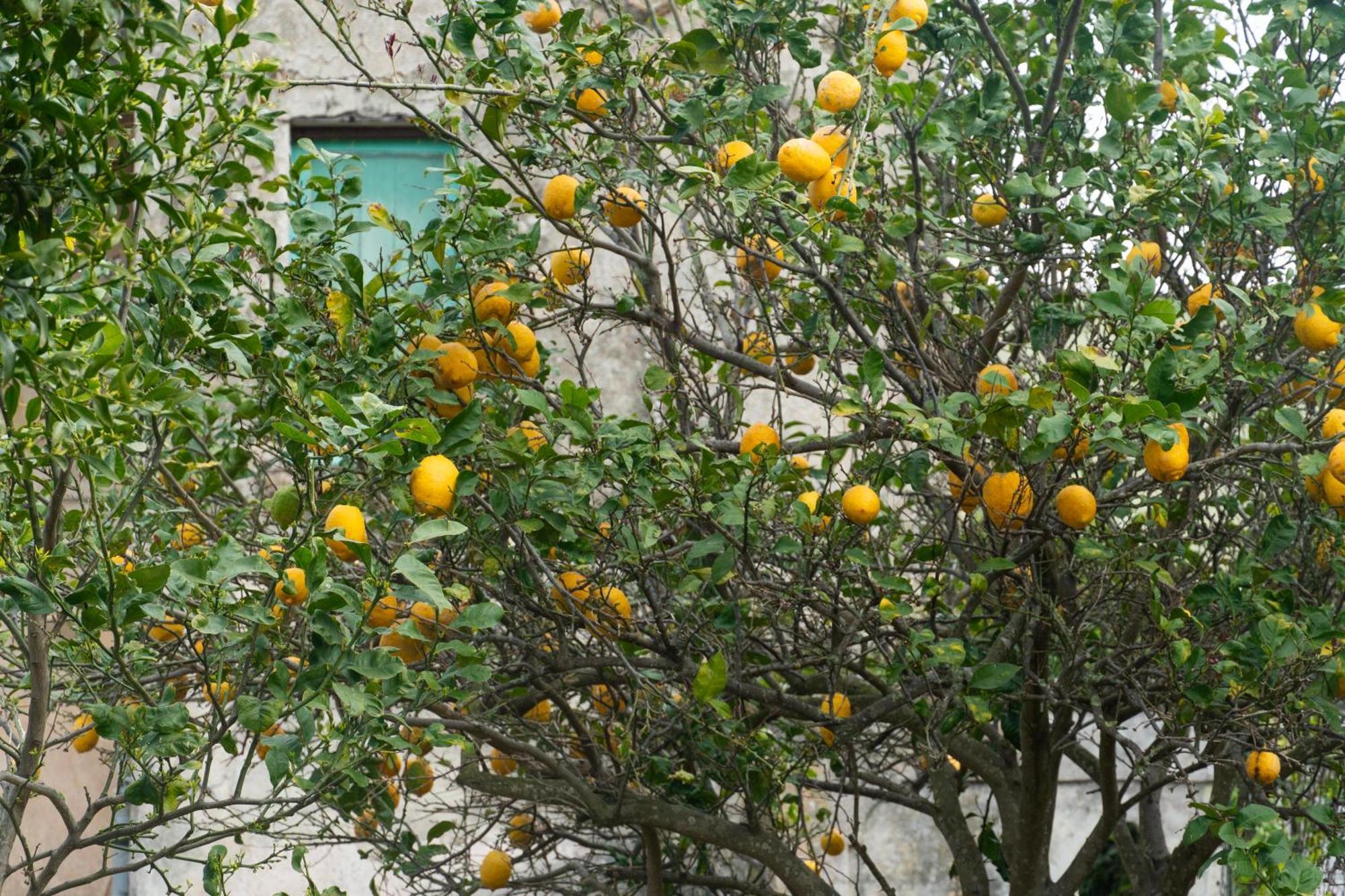 Apartmán La Terrazza Sul Giardino Procida Exteriér fotografie